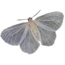 :3_mothbutterfly: