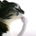 thinkingcat