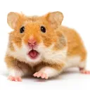 evil_hamster