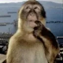 hmmmmonkey