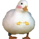 shyduck