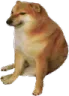 doge