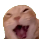 catlaugh_samatva Discord emoji