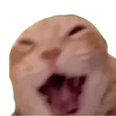 catlaugh_samatva