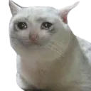 sadcat