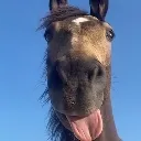 Horsefr