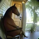 Sittinghorse