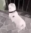 dancing_dog