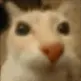gatinho gatinho