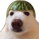 melon_doggo