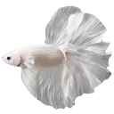 white_fishIrithyll