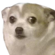 dog_wtf Discord Emoji - Starpatch