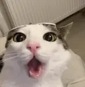 Ocat