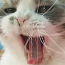 PiuYawn