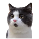 cutecat