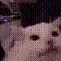 CatFlash