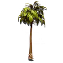 nms_special_tree02