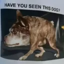 Haveyouseenthisdogboy