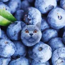 BlueberrykingwhoisfriendWithFatb