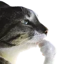 ThinkCat ThinkCat