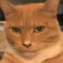 xcorangekitty
