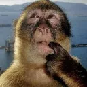 monkey_think
