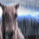 horsing