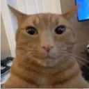 catdumbo2