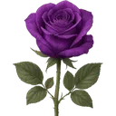 purplerose