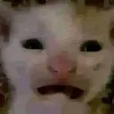 kittenscawwy