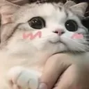 cutekitty