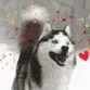 huskyhappy