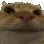 Catno