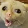CatSneeze