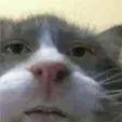 CatStare