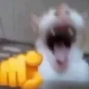 CatLaugh