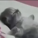 CatSleep