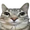 CatSerious