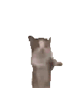 CatDance