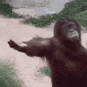 CmereMonkey