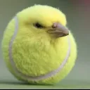 tennis_bird