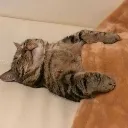 dormido