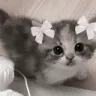 kittybow