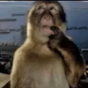 monkeythunk