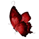 1_butterfly2
