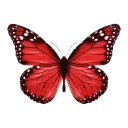 1_butterfly