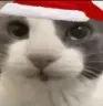 holidecat