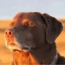 Dogcooked Dogcooked