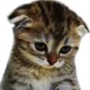 sadcar