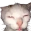 cat2